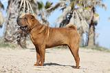 SHAR-PEI 696